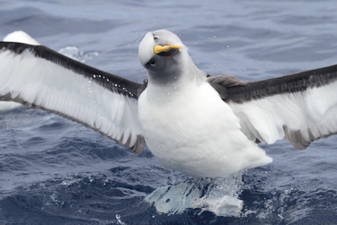 Buller's Albatross (Thalassarche bulleri)